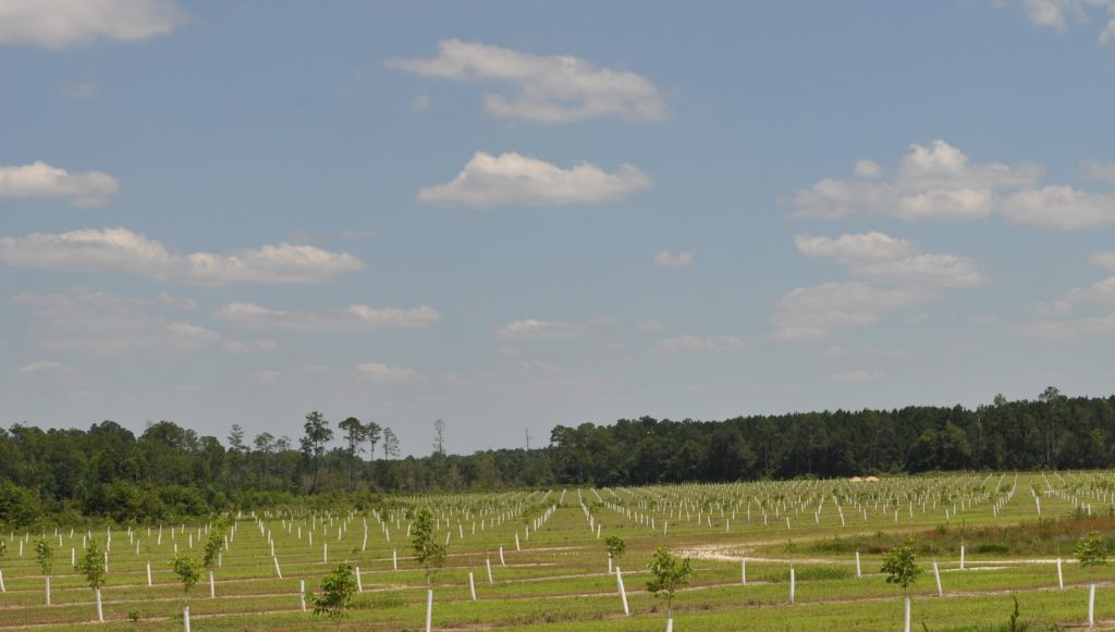 Palmetto Pecan