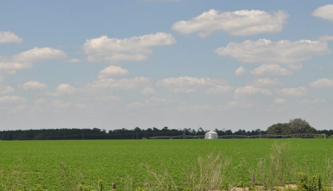 Agricultural Farmland