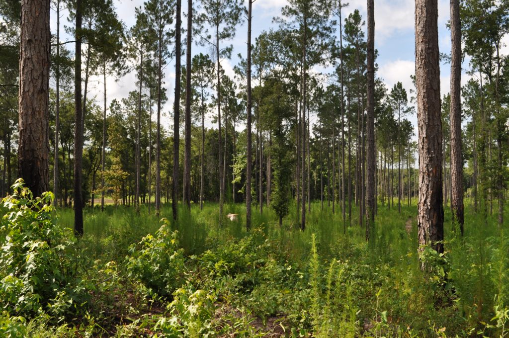 Langwood Plantation